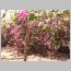 ind046.html