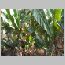 ind014.html